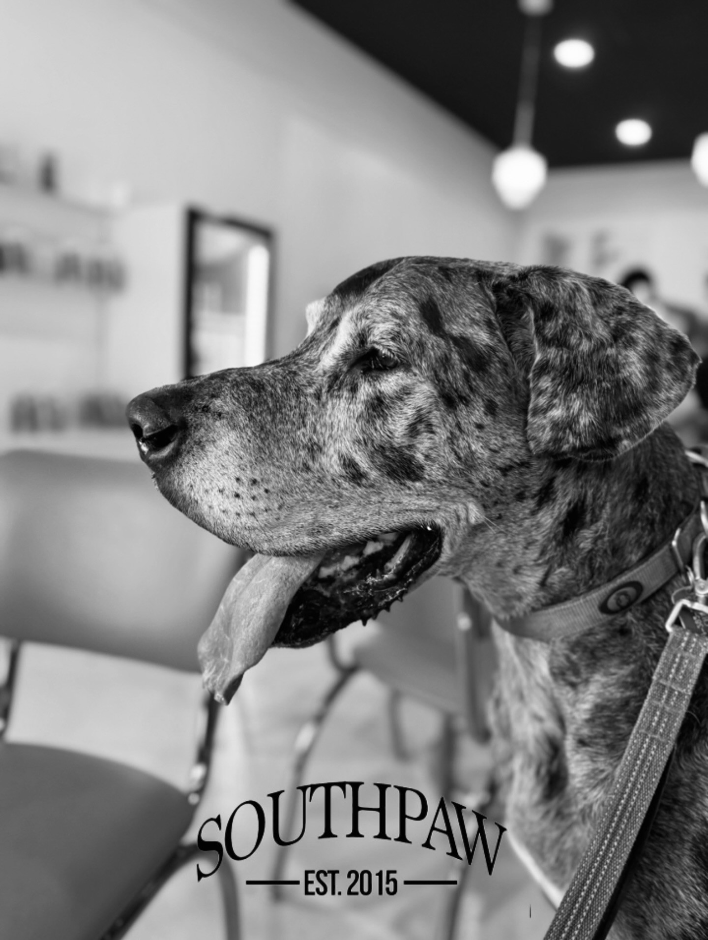 Tex, the Southpaw Trading Co. mascot